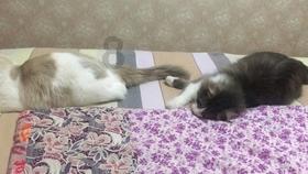 逗小猴开心系列179